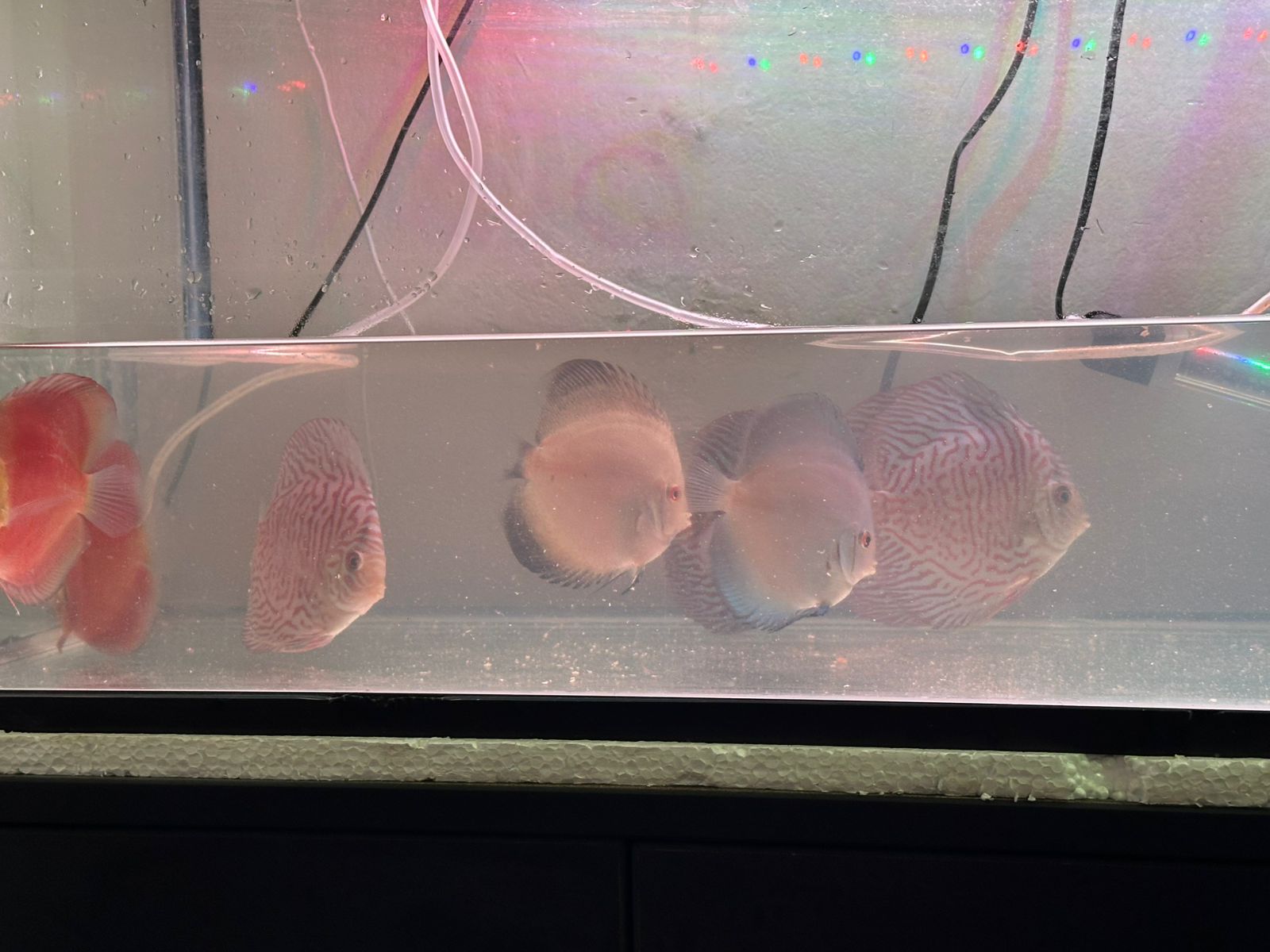 Discus Tiger