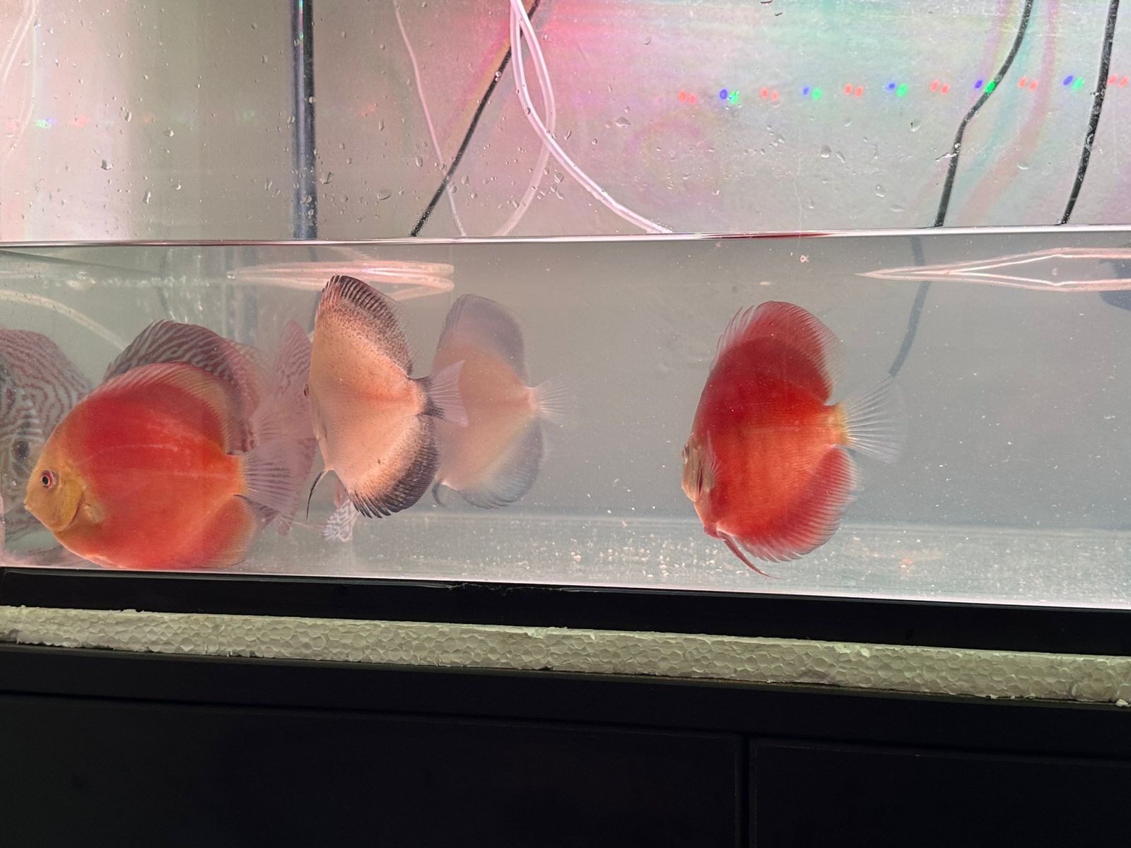 Discus Red