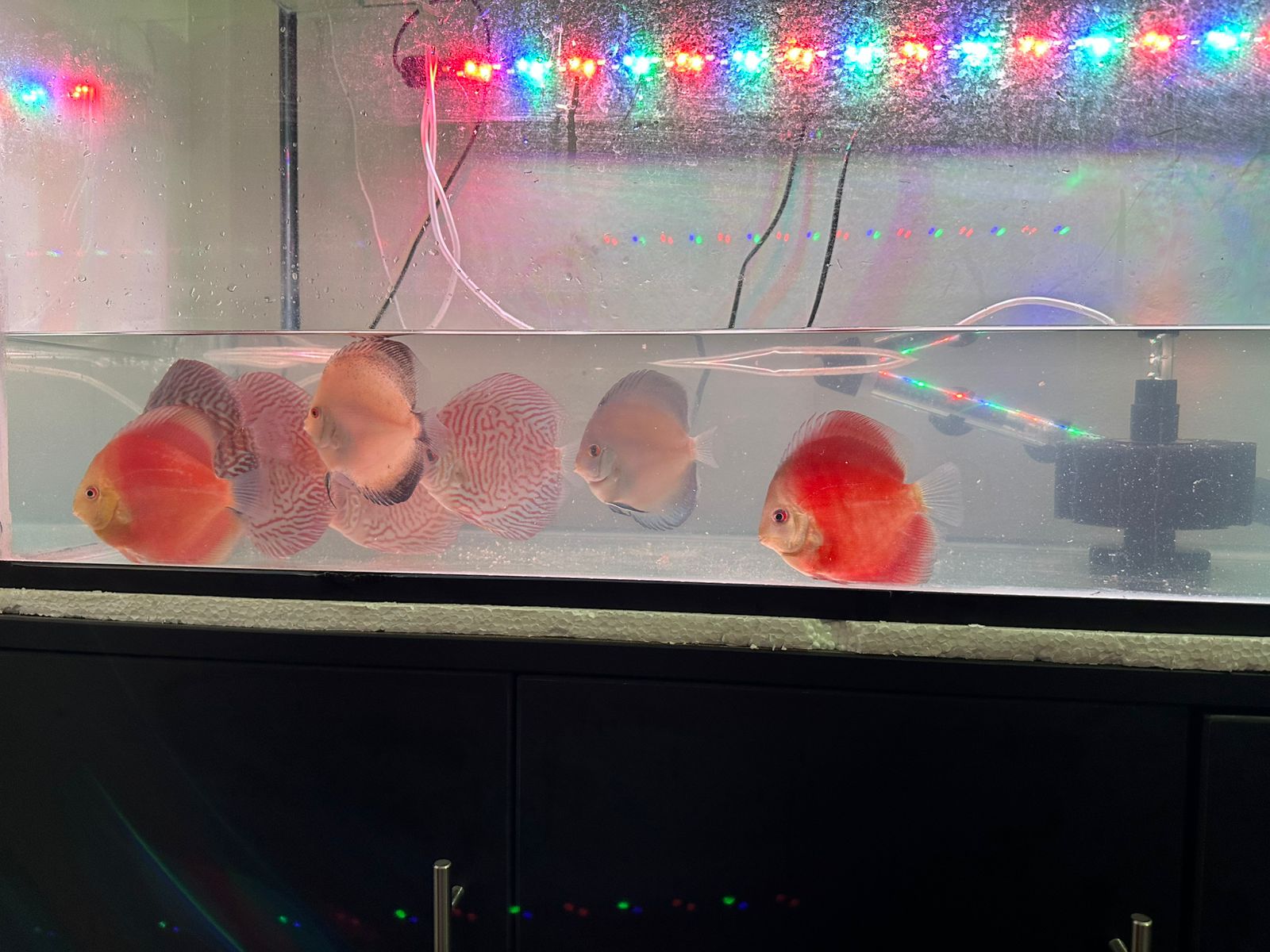 Discus Blue Diamond