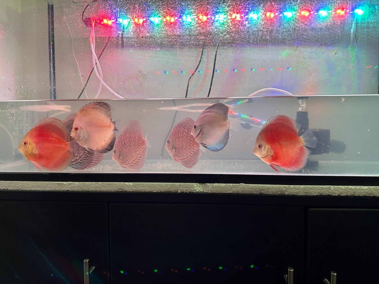 Discus White